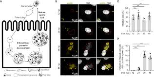 Attēlu rezultāti vaicājumam “Comatricha elegans var. microspora spores”