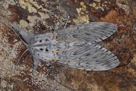 Attēlu rezultāti vaicājumam “Cerura vinula”