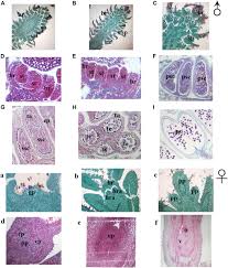 Attēlu rezultāti vaicājumam “Juglans mandshurica male flower”