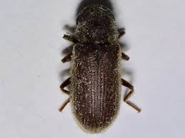 Attēlu rezultāti vaicājumam “Priobium carpini”