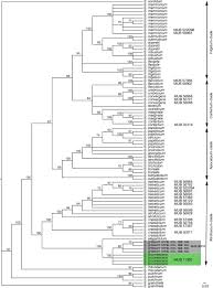 Attēlu rezultāti vaicājumam “Schistidium apocarpum stalked”