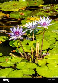 Attēlu rezultāti vaicājumam “Nymphaeaceae”