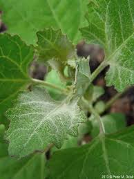 Attēlu rezultāti vaicājumam “Chenopodium album leaf”
