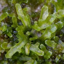 Attēlu rezultāti vaicājumam “Riccardia incurvata”