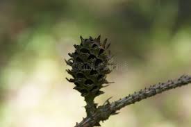 Attēlu rezultāti vaicājumam “Sacchiphantes abietis”