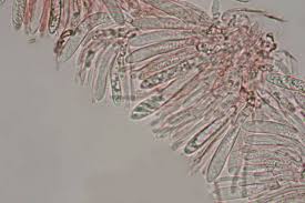 Attēlu rezultāti vaicājumam “Hyaloscypha hyalina”