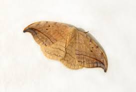 Attēlu rezultāti vaicājumam “Drepanidae”