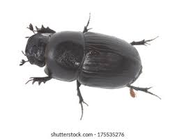 Attēlu rezultāti vaicājumam “Aphodius sp. imago”