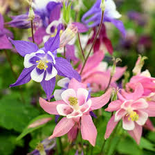 Attēlu rezultāti vaicājumam “Aquilegia vulgaris flower”