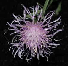 Attēlu rezultāti vaicājumam “Centaurea jacea”