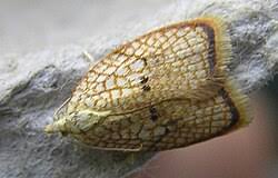 Attēlu rezultāti vaicājumam “Acleris forsskaleana”