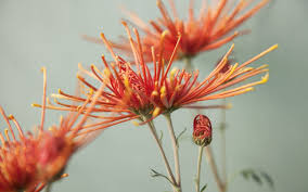 Image result for Chrysanthemum spectabile