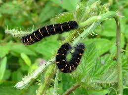 Attēlu rezultāti vaicājumam “Macrothylacia rubi larva”