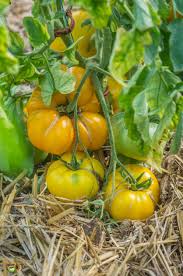 Afbeeldingsresultaat voor grubbs mystery green tomato