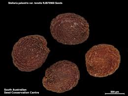 Attēlu rezultāti vaicājumam “Stellaria palustris”