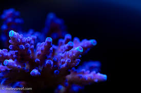 Attēlu rezultāti vaicājumam “Lophocolea minor macro”