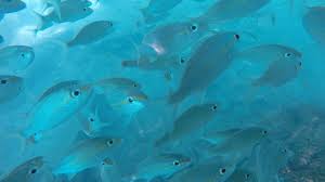 Image result for Haemulon aurolineatum