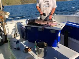 Image result for Lamb Angling Club