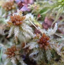 Attēlu rezultāti vaicājumam “Sphagnum palustre”