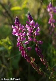 Attēlu rezultāti vaicājumam “Polygala comosa leaf”