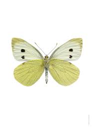 Attēlu rezultāti vaicājumam “Pieris brassicae”