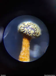 Attēlu rezultāti vaicājumam “Lycogala ustulatum young”