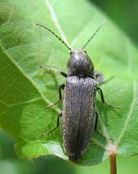 Attēlu rezultāti vaicājumam “Cidnopus aeruginosus”