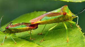 Attēlu rezultāti vaicājumam “Acanthosoma haemorrhoidale”