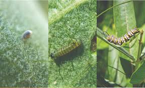 Image result for monarch caterpillar