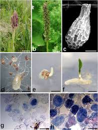 Attēlu rezultāti vaicājumam “Herminium monorchis fruit”