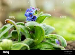 Attēlu rezultāti vaicājumam “Myosotis micrantha”