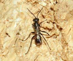 Attēlu rezultāti vaicājumam “Dipogon sp.”