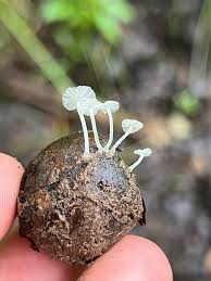 Attēlu rezultāti vaicājumam “Delicatula integrella”