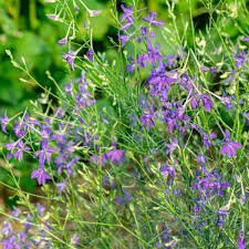 Attēlu rezultāti vaicājumam “Consolida regalis leaf”