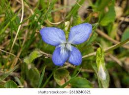 Attēlu rezultāti vaicājumam “Viola canina flower”