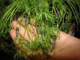 Attēlu rezultāti vaicājumam “Papilio machaon underside”