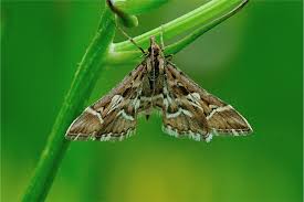 Attēlu rezultāti vaicājumam “Diasemia reticularis”