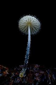 Attēlu rezultāti vaicājumam “Oligonema persimile macro”