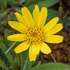 Attēlu rezultāti vaicājumam “Arnica montana”