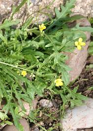 Attēlu rezultāti vaicājumam “Diplotaxis muralis fruit”