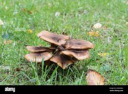 Attēlu rezultāti vaicājumam “Collybia sp.”