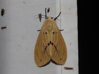 Attēlu rezultāti vaicājumam “Spilosoma sp.”