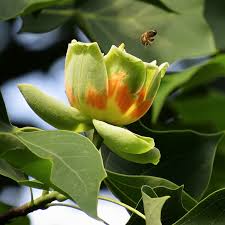 Attēlu rezultāti vaicājumam “Liriodendron tulipifera”