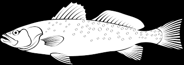 Image result for Cynoscion nebulosus