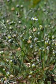 Attēlu rezultāti vaicājumam “Spergula morisonii”