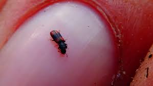 Attēlu rezultāti vaicājumam “Bitoma crenata”