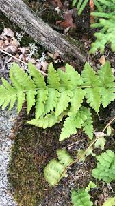 Attēlu rezultāti vaicājumam “Dryopteris cristata”