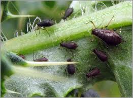 Attēlu rezultāti vaicājumam “Uroleucon cirsii”