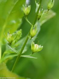 Attēlu rezultāti vaicājumam “Veronica anagallis-aquatica fruit”