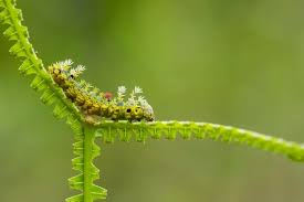 Attēlu rezultāti vaicājumam “Diloba caeruleocephala larva”